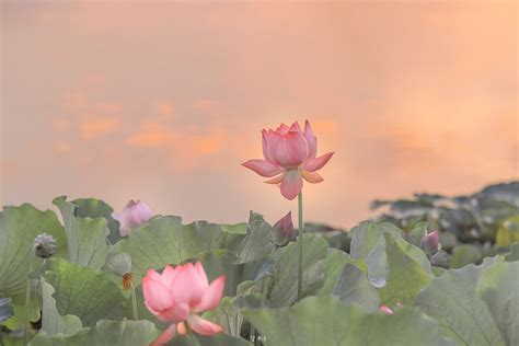 莲花图片风水|莲花